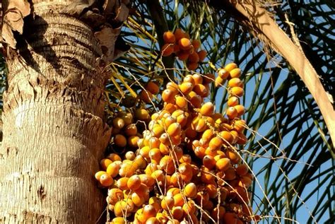 Queen Anne Palm Fruit