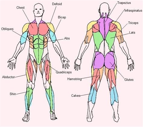 รวมกัน 90 ภาพ ระบบ กล้าม เนื้อ Muscular System ใหม่ที่สุด