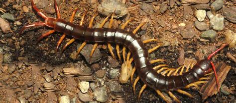 The Vietnamese Giant Centipede | Critter Science