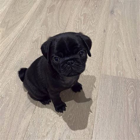 Buy Black Pug Puppies for Sale in Delhi NCR, India At Best Prices