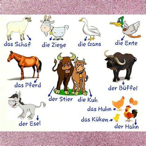 German Animal Vocabulary