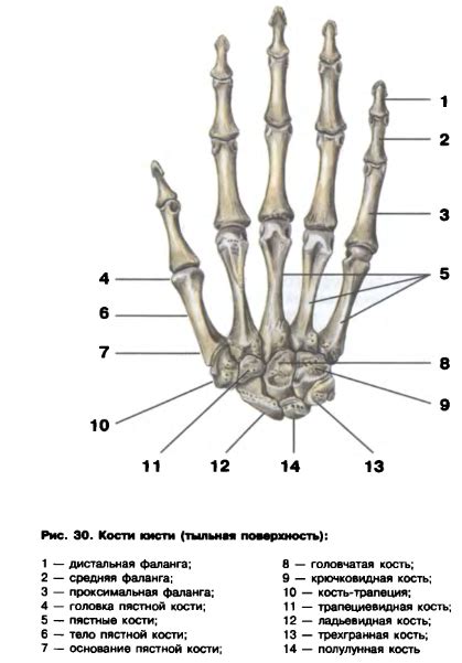 5. Плечевая кость. Строение, классификация, функции. (Humerus)