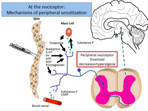 Physiology Of Pain Flashcards Quizlet