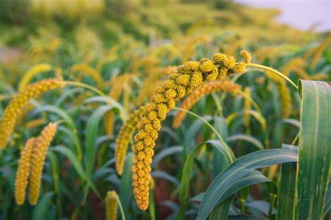 Millets Promising Crops For Food Production Job Creation And Climate