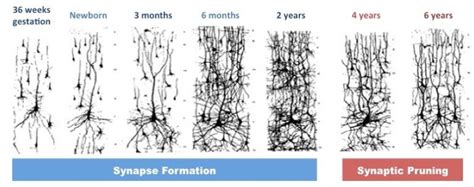 Synaptic Changes During Development Bioserendipity