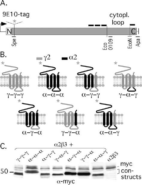 Figure 2 From Distinct Cid 1 2 Subunit Domains Mediate Clustering And