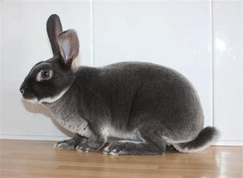 Mini Rex Color Guide Wildriver Rabbitry