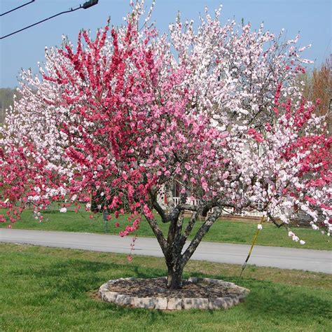 Flowering Peach Peppermint - Buy Plants Online | Pakistan Online Nursery