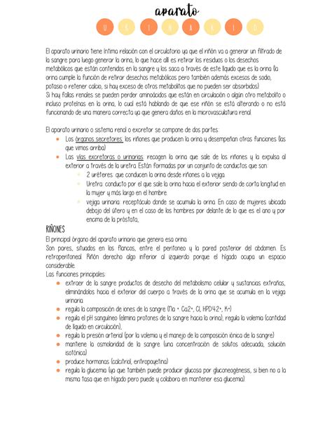 Solution Resumen Aparato Urinario Studypool