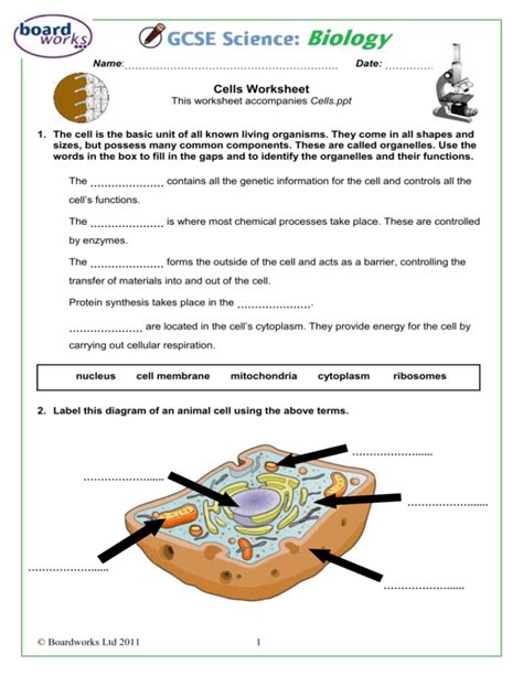 Cells And Organelles Worksheet Imsyaf