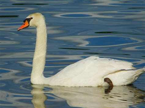 Fotos gratis agua pájaro ala blanco lago animal pico fauna