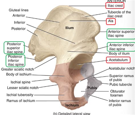 Appendicular Skeleton Pt Flashcards Quizlet