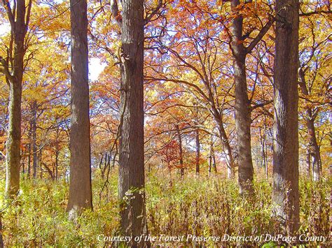 Forest Preserve District Of Dupage County