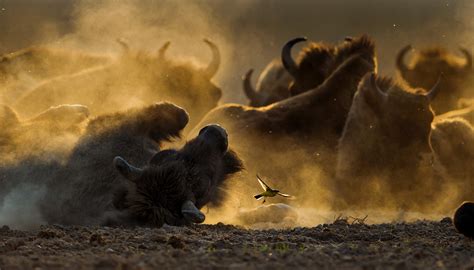 Fotografia Przyrodnicza Dyskutowalnia