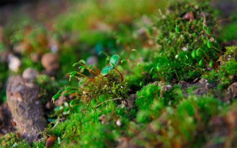 Wallpaper Forest Rock Nature Wood Moss Green Wildlife