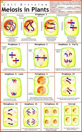 Meiosis Chart Mitosis Meiosis I Meiosis Ii Comparison Anchor Chart By