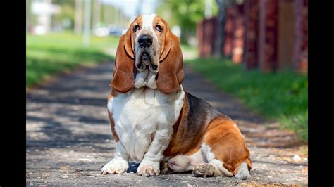 Basset Hound Pros And Cons Of Owning A Basset Hound Basset Hound