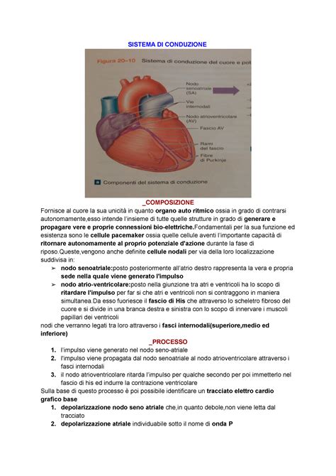 Fisiologia Cardiaca Sistema Di Conduzione Composizione Fornisce