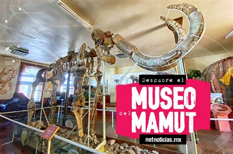 Descubre El Museo Del Mamut