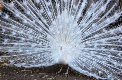 Jual Burung Merak Putih / White Peacock | Ayamkalkun.com