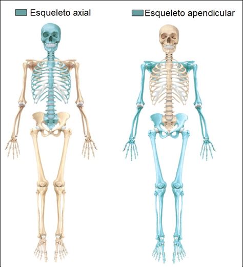 Esqueleto Axial Y Apendicular Abstractor