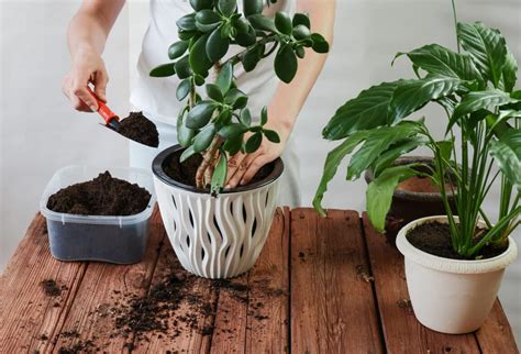 Comment sauver une plante desséchée 5 astuces pour la raviver