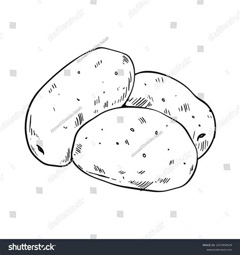 Potato Tuber Vector Vegetable Outline Drawing Stock Vector (Royalty ...