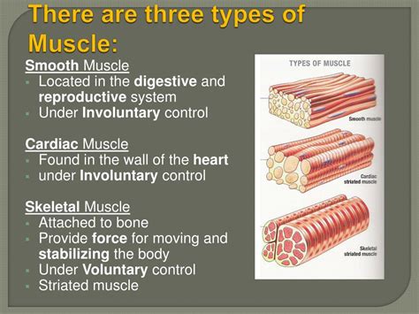 Ppt The Muscular System Powerpoint Presentation Free Download Id