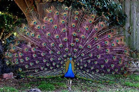 Peacocks Wild Florida Peacocks Unique Florida Villages Of Citrus