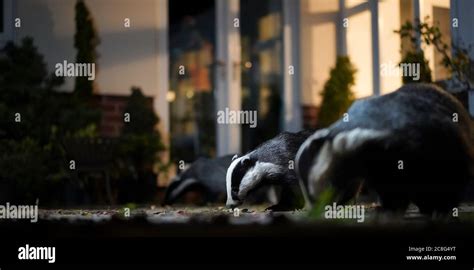 Close Up Of Wild Uk Urban Badgers Meles Meles Feeding Together On