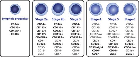 Frontiers Natural Killer Cells In The Malignant Niche Of Multiple Myeloma