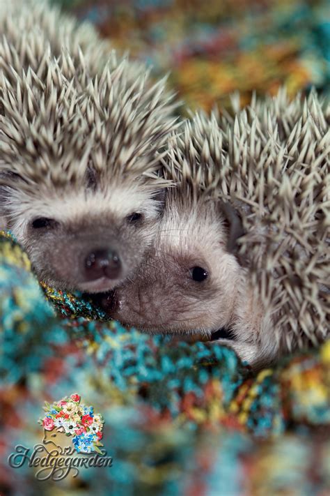 Hedgehog Baby Cute Hedgehog Hedgehog Pet Pygmy Hedgehog