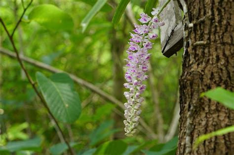 Premium Photo | Purple orchid in the forest