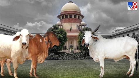 Supreme Court Of India গরুকে জাতীয় পশু করা কি সুপ্রিম কোর্টের কাজ