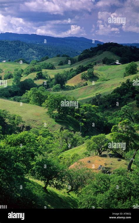 Oak Trees And Green Grass Hills In Spring Above Booneville And The