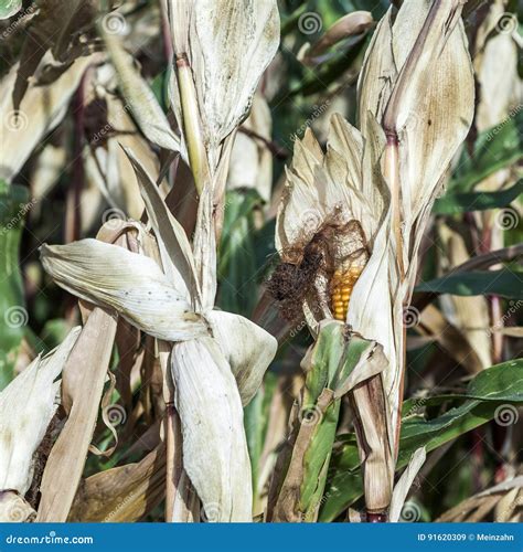 Indian Corn In Field Stock Image Image Of Corn Autumn 91620309