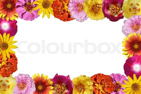 Blomster Ramme Isoleret P En Hvid Baggrund Stock Foto Colourbox