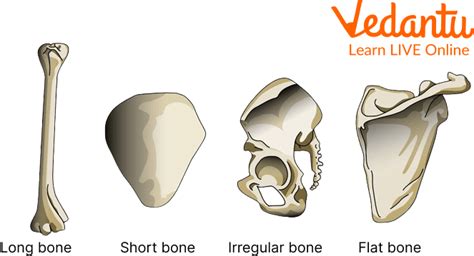 Bones Names: Learn Definition, Properties and Facts