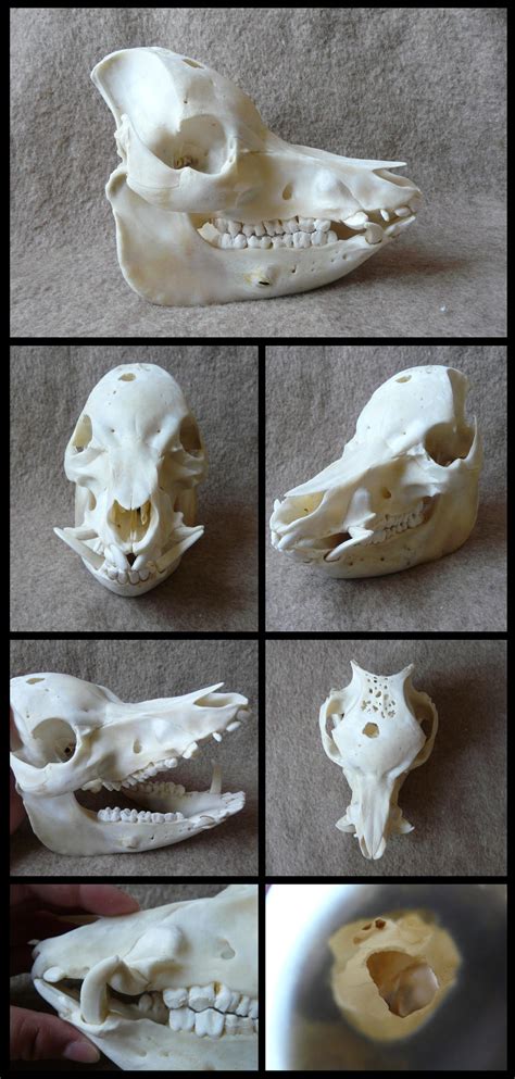 Pot Bellied Pig Skull By Cabinetcuriosities On Deviantart