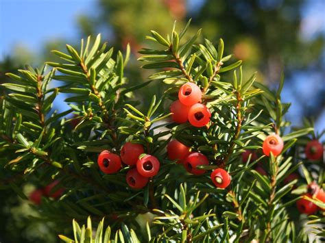 Taxus cuspidata (Japanese Yew) | North Carolina Extension Gardener ...