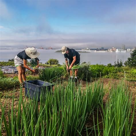 Common Roots Woodside Is Hiring For 2 Positions Common Roots Urban Farm