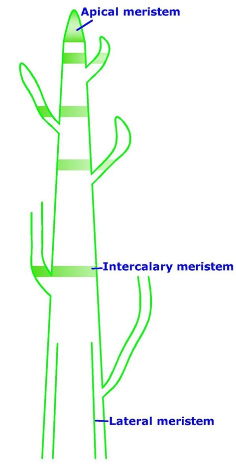 Meristematic Tissue In Plants Diagram