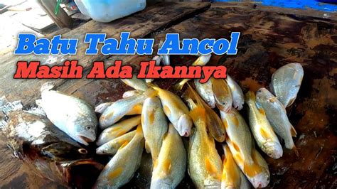 Mancing Di Pltu Batu Tahu Ancol Youtube