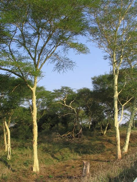 Fever Tree Koorsboom Vachellia Xanthophloea