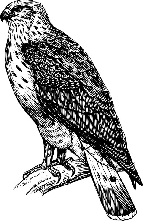 Free Clipart: Buzzard 1 | papapishu