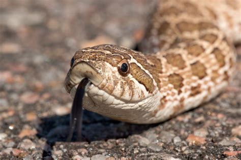 Western Hognose Snake The Biggest Actor In The Reptile World Wide