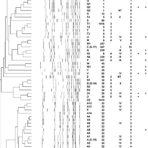 Genetic Analysis Of Isolates Dendrogram Upgma Type Of Pfge Profiles