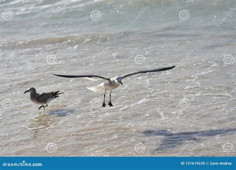 Big Seabird Albatross Takes Off From The Water Stock Image Image Of