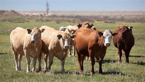 El sector ganadero cárnico comprometido con una producción sostenible