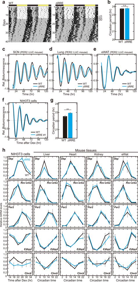 Circadian Oscillation Is Apparently Maintained In The Absence Of The